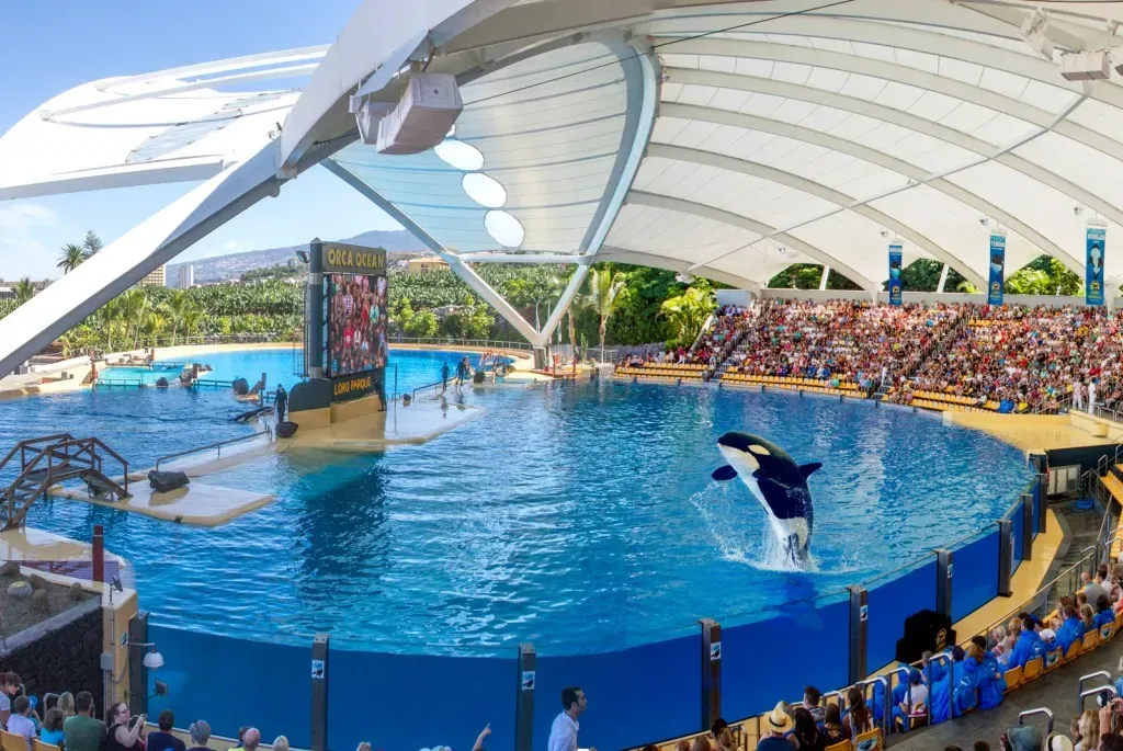 Orcas en Loro Parque